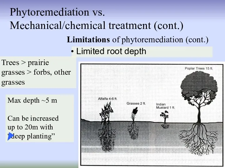 Limitations of phytoremediation (cont.) Phytoremediation vs. Mechanical/chemical treatment (cont.) Limited root