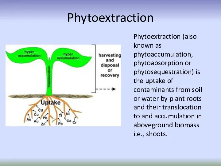 Phytoextraction Phytoextraction (also known as phytoaccumulation, phytoabsorption or phytosequestration) is the