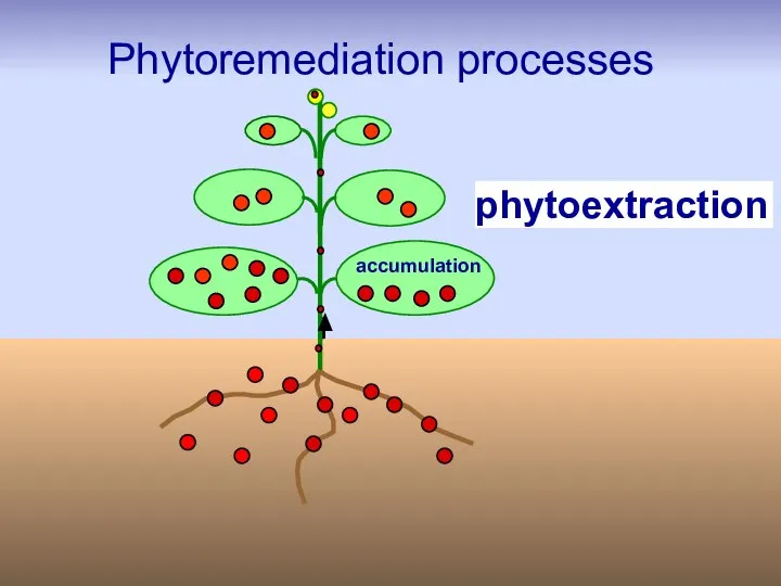 accumulation phytoextraction Phytoremediation processes