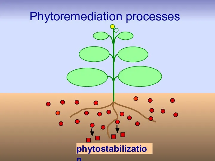 Phytoremediation processes phytostabilization