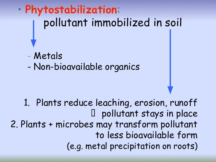 Phytostabilization: pollutant immobilized in soil