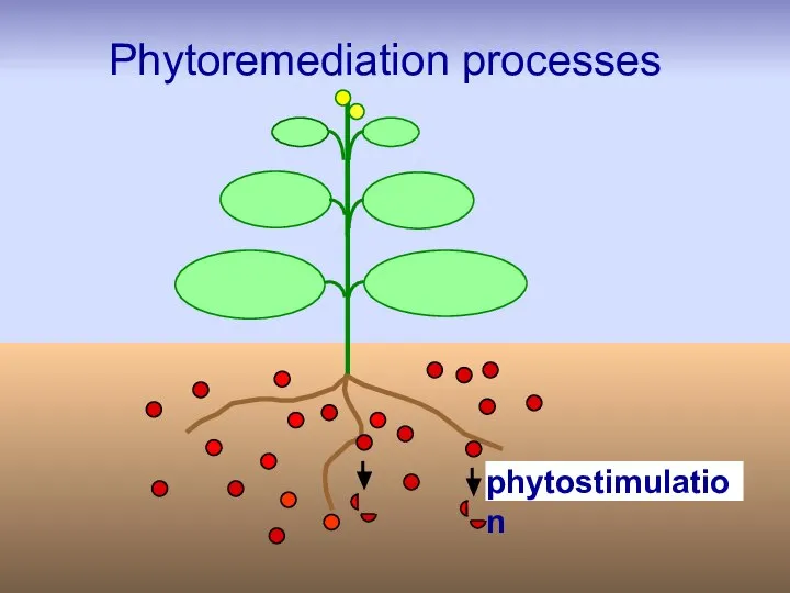 phytostimulation Phytoremediation processes