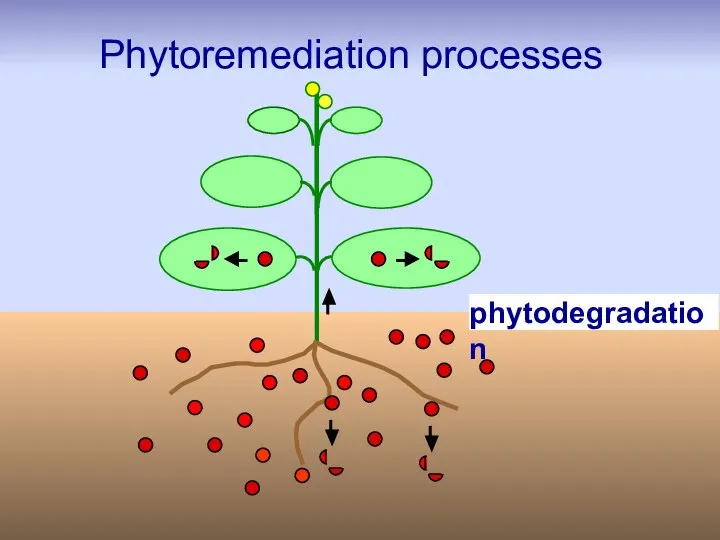 phytodegradation Phytoremediation processes