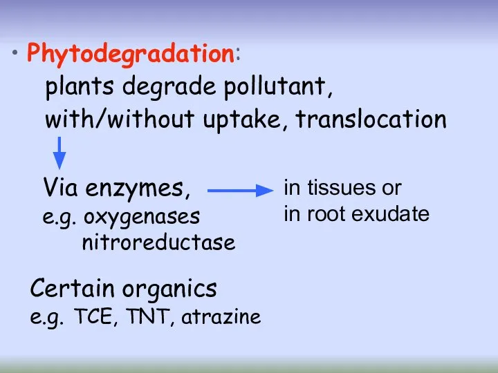 Phytodegradation: plants degrade pollutant, with/without uptake, translocation Certain organics e.g. TCE, TNT, atrazine