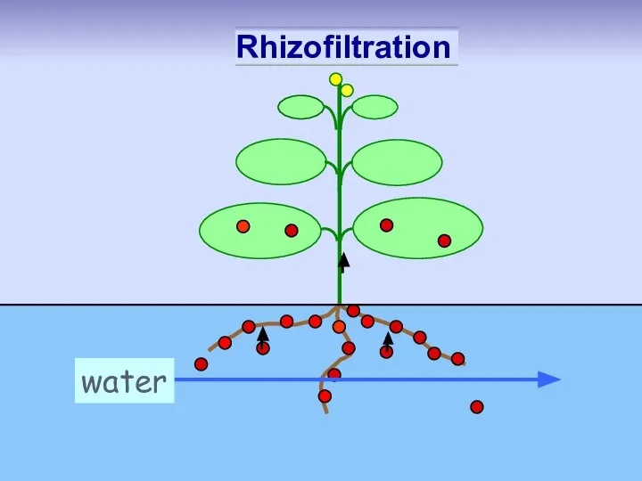 Rhizofiltration water