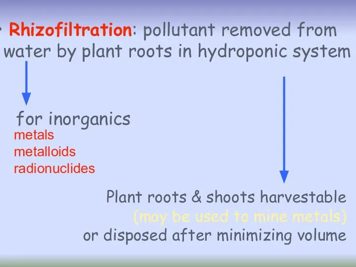 Rhizofiltration: pollutant removed from water by plant roots in hydroponic system metals metalloids radionuclides