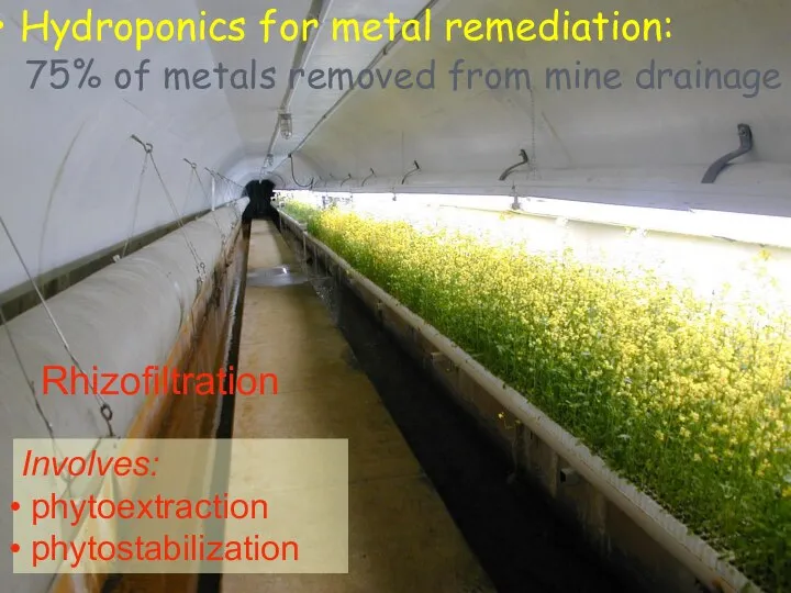 Rhizofiltration Hydroponics for metal remediation: 75% of metals removed from mine drainage Involves: phytoextraction phytostabilization