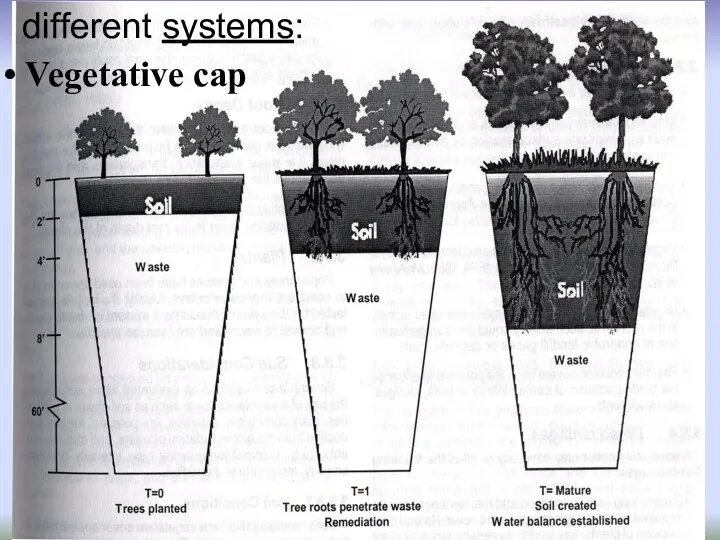 Vegetative cap different systems: