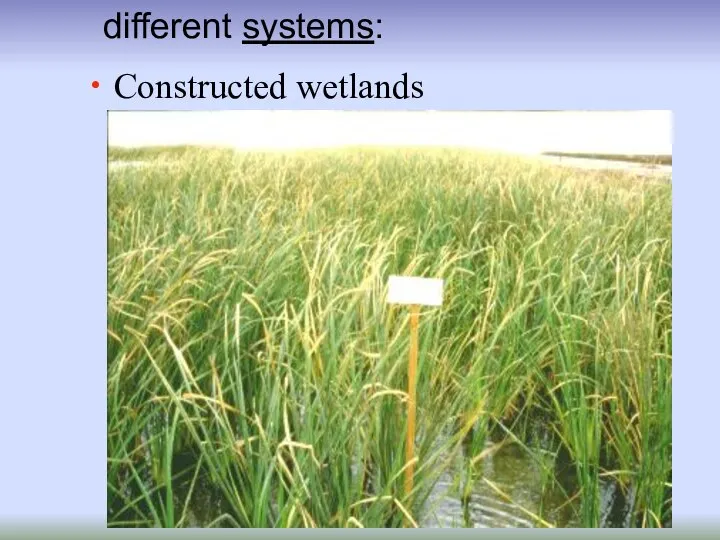 Constructed wetlands different systems: