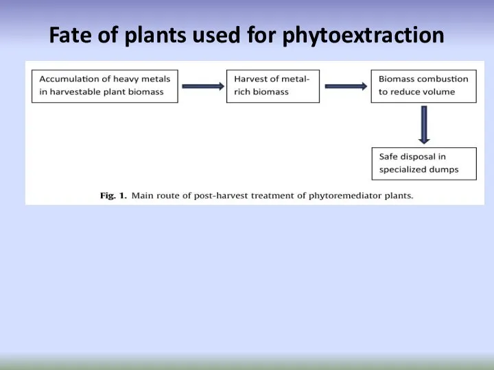 Fate of plants used for phytoextraction