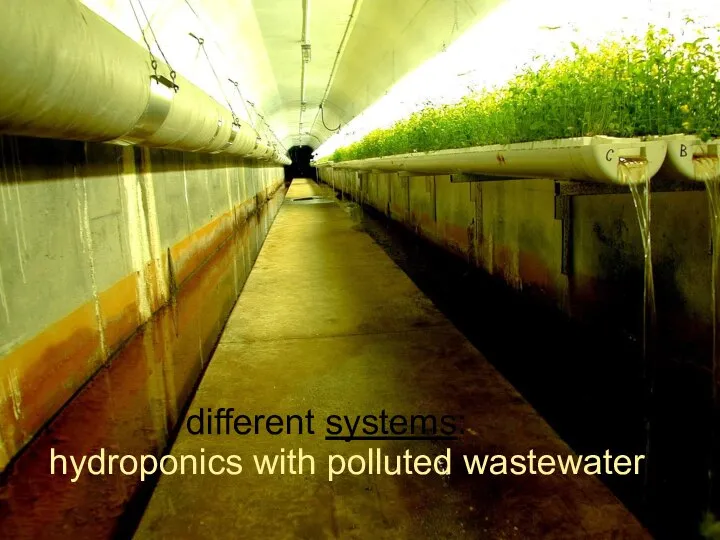 different systems: hydroponics with polluted wastewater