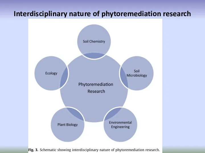 Interdisciplinary nature of phytoremediation research