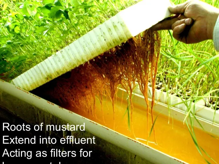 Roots of mustard Extend into effluent Acting as filters for heavy metals