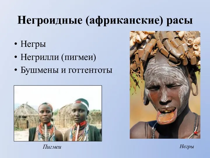 Негроидные (африканские) расы Негры Негрилли (пигмеи) Бушмены и готтентоты Негры Пигмеи