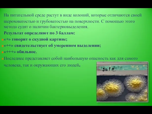 На питательной среде растут в виде колоний, которые отличаются своей шероховатостью