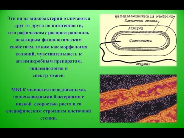 Эти виды микобактерий отличаются друг от друга по патогенности, географическому распространению,