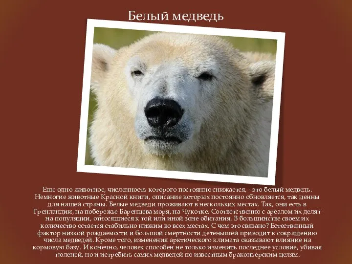 Белый медведь Еще одно животное, численность которого постоянно снижается, - это