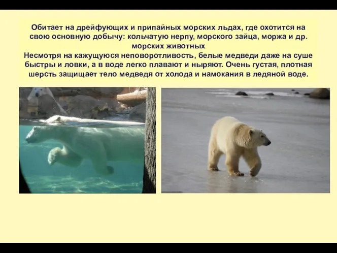 -2,2% к началу 2009 г Обитает на дрейфующих и припайных морских