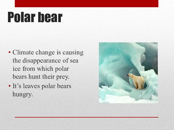 Polar bear Climate change is causing the disappearance of sea ice