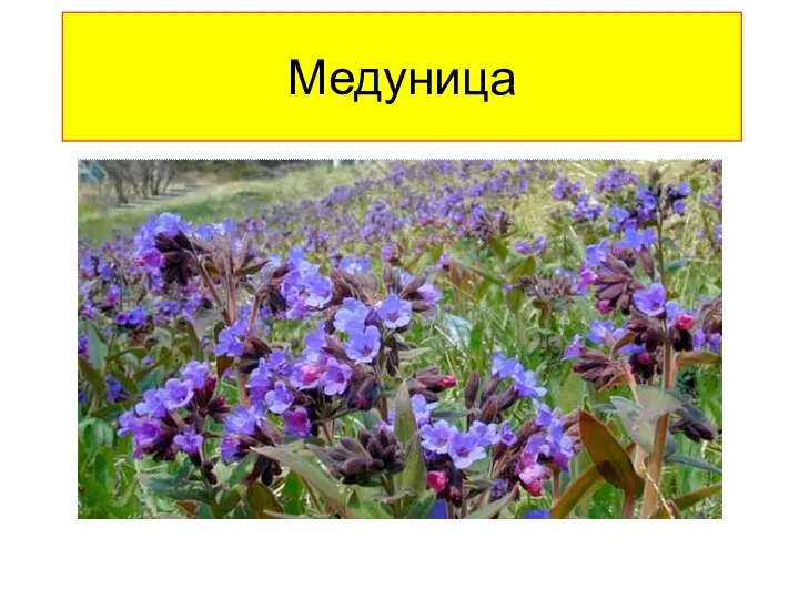 Медуница