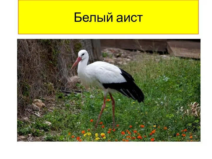 Белый аист