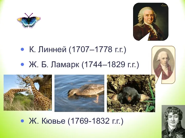 К. Линней (1707–1778 г.г.) Ж. Б. Ламарк (1744–1829 г.г.) Ж. Кювье (1769-1832 г.г.)