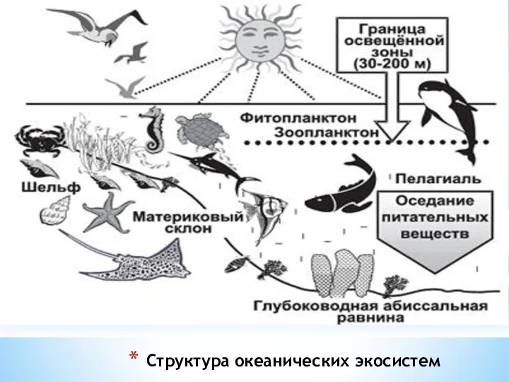 Структура океанических экосистем