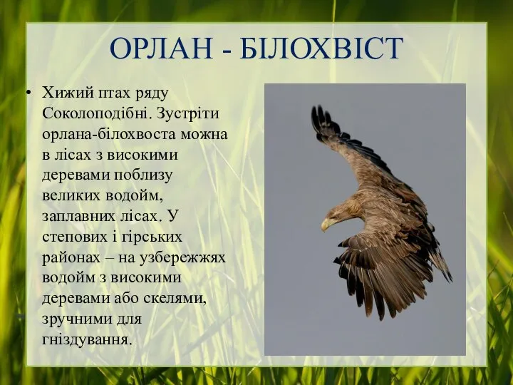 ОРЛАН - БІЛОХВІСТ Хижий птах ряду Соколоподібні. Зустріти орлана-білохвоста можна в