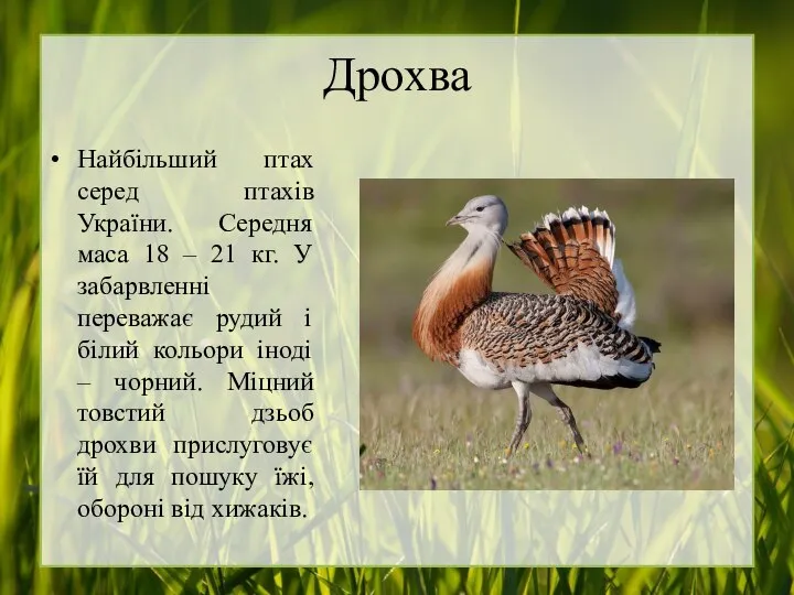 Дрохва Найбільший птах серед птахів України. Середня маса 18 – 21