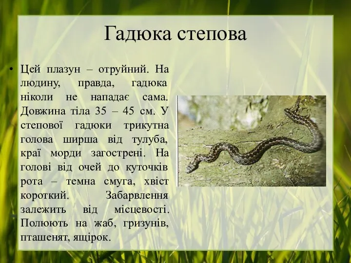 Гадюка степова Цей плазун – отруйний. На людину, правда, гадюка ніколи