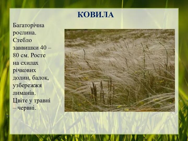 КОВИЛА Багаторічна рослина. Стебло заввишки 40 – 80 см. Росте на