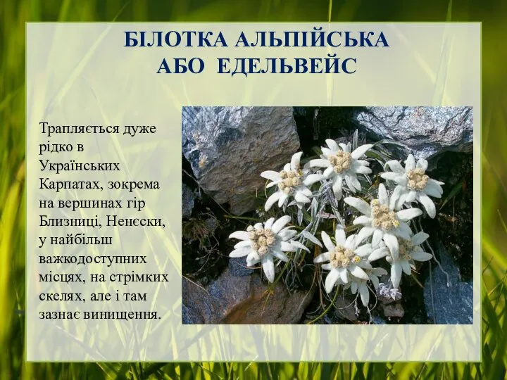 БІЛОТКА АЛЬПІЙСЬКА АБО ЕДЕЛЬВЕЙС Трапляється дуже рідко в Українських Карпатах, зокрема