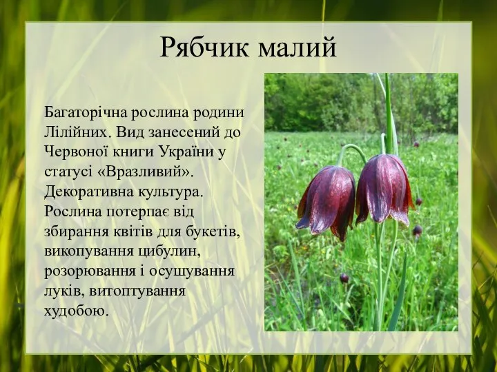 Рябчик малий Багаторічна рослина родини Лілійних. Вид занесений до Червоної книги