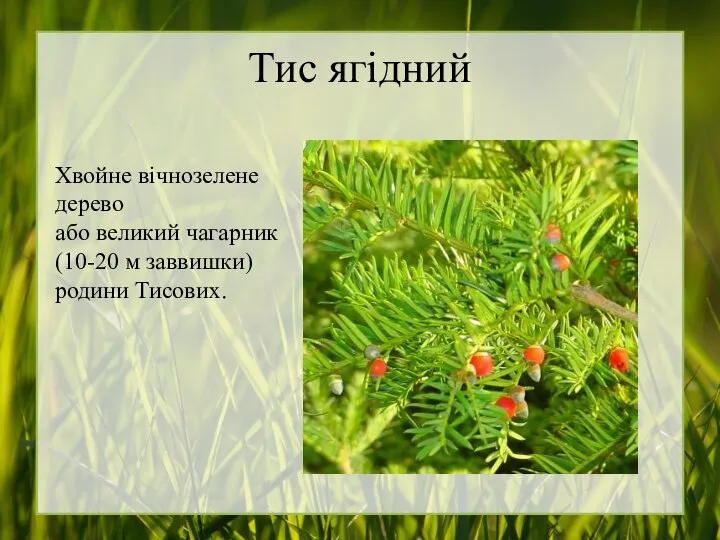 Тис ягідний Хвойне вічнозелене дерево або великий чагарник (10-20 м заввишки) родини Тисових.