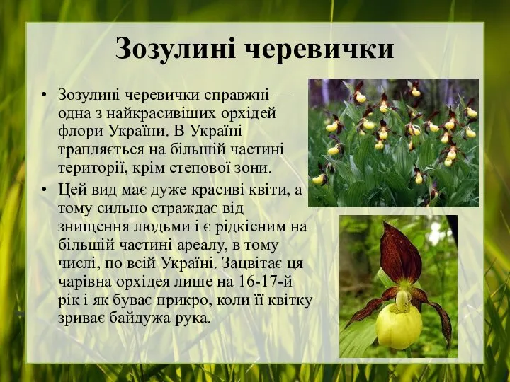 Зозулині черевички Зозулині черевички справжні — одна з найкрасивіших орхідей флори