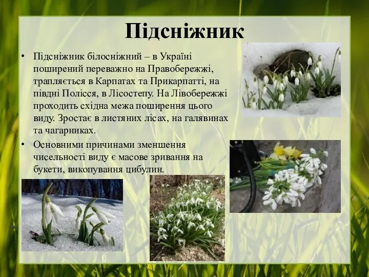 Підсніжник Підсніжник білосніжний – в Україні поширений переважно на Правобережжі, трапляється