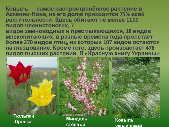 Ковыль — самое распространённое растение в Аскании-Нова, на его долю приходится