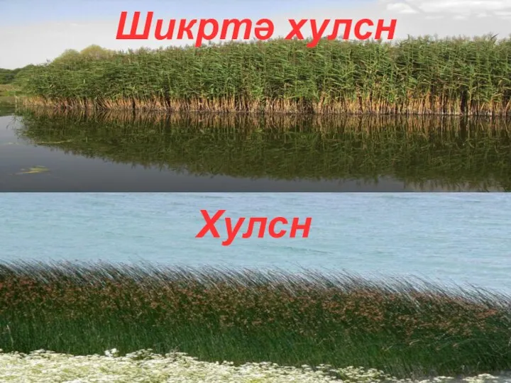 Шикртә хулсн Хулсн