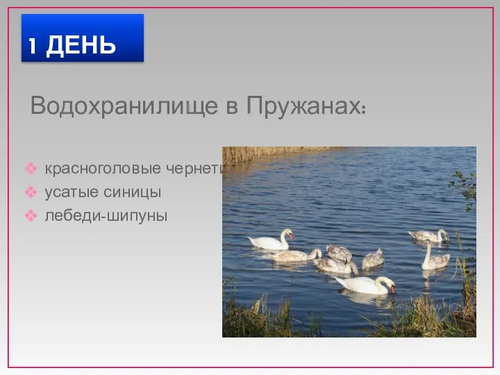 Водохранилище в Пружанах: красноголовые чернети усатые синицы лебеди-шипуны 1 ДЕНЬ