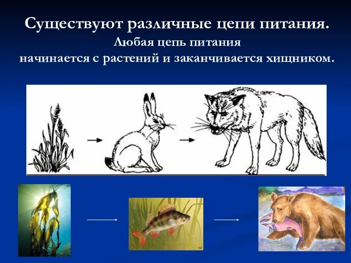 Существуют различные цепи питания. Любая цепь питания начинается с растений и заканчивается хищником.