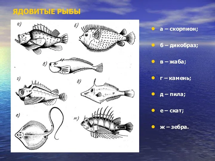 ЯДОВИТЫЕ РЫБЫ а – скорпион; б – дикобраз; в – жаба;