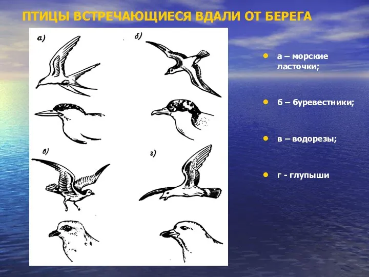 ПТИЦЫ ВСТРЕЧАЮЩИЕСЯ ВДАЛИ ОТ БЕРЕГА а – морские ласточки; б –