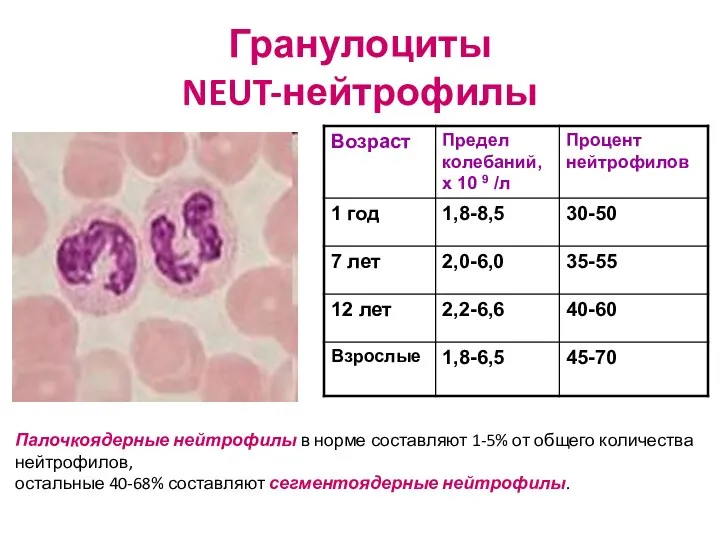 Гранулоциты NEUT-нейтрофилы Палочкоядерные нейтрофилы в норме составляют 1-5% от общего количества