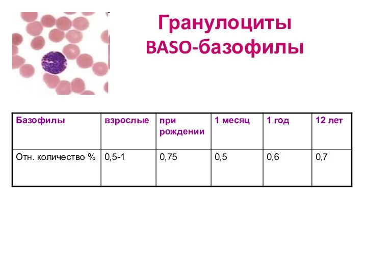 Гранулоциты BASO-базофилы