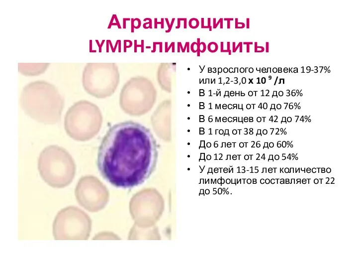 Агранулоциты LYMPH-лимфоциты У взрослого человека 19-37% или 1,2-3,0 х 10 9