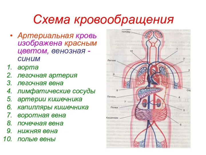 Схема кровообращения Артериальная кровь изображена красным цветом, венозная -синим аорта легочная