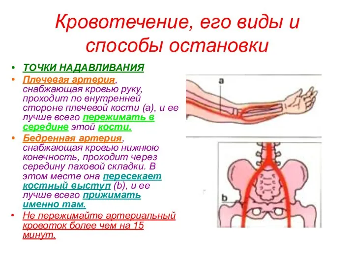 Кровотечение, его виды и способы остановки ТОЧКИ НАДАВЛИВАНИЯ Плечевая артерия, снабжающая