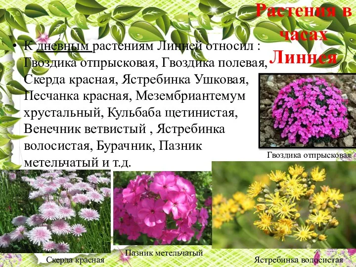 Растения в часах Линнея К дневным растениям Линней относил : Гвоздика