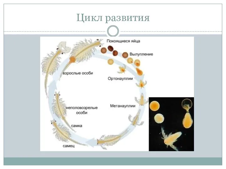 Цикл развития