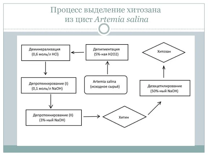 Процесс выделение хитозана из цист Artemia salina